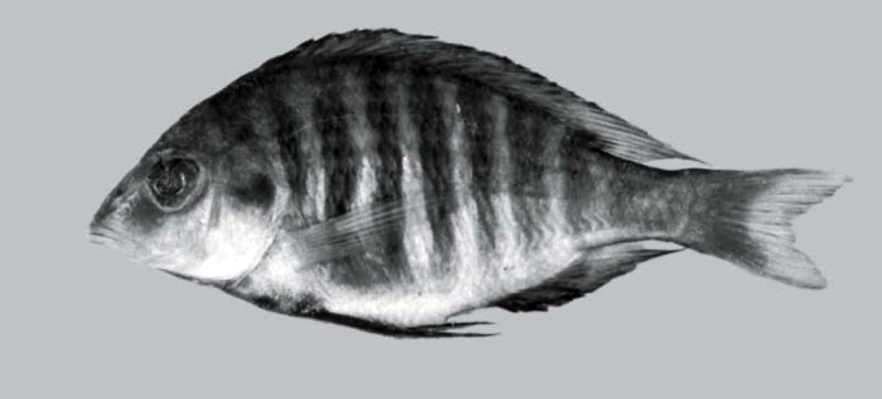 Lethrinops sp. 'loweae' South East Arm